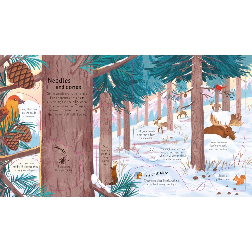 Look Inside The Woods